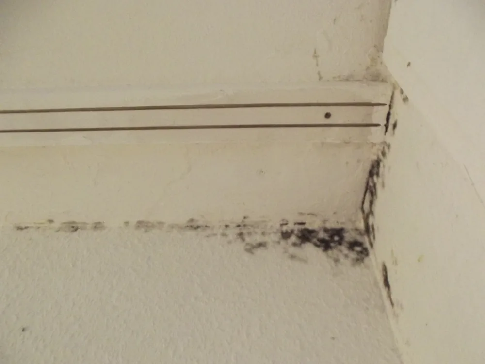 Technician in protective gear removing a mold-damaged wall in a Clarendon Hills home